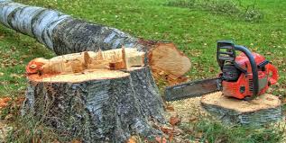 Best Stump Grinding and Removal  in Ocean Park, WA