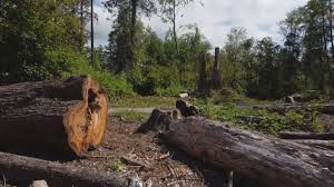Best Storm Damage Tree Cleanup  in Ocean Park, WA