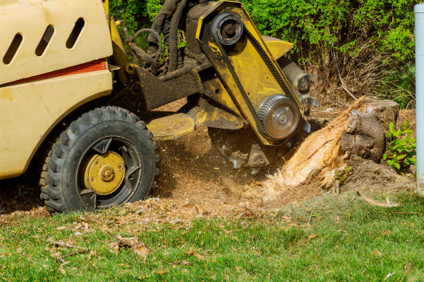 Best Tree Mulching  in Ocean Park, WA
