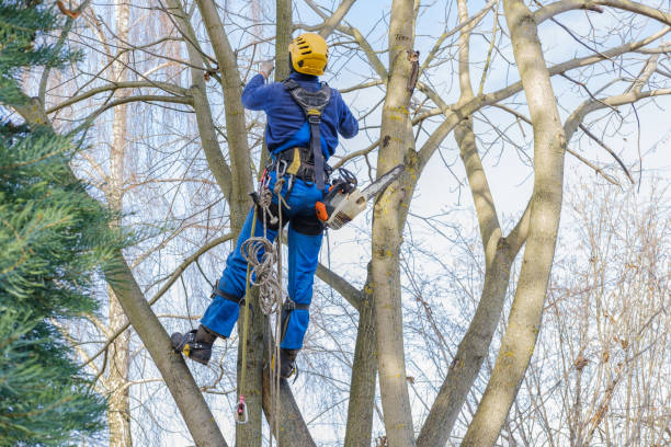 Best Tree Trimming and Pruning  in Ocean Park, WA