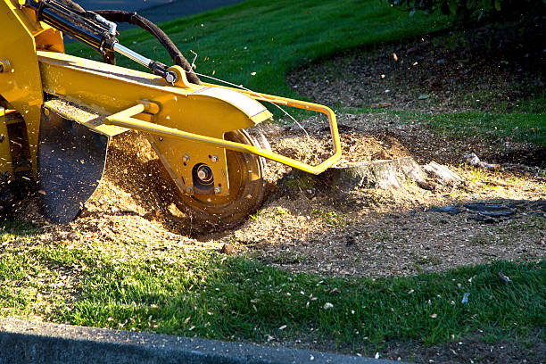 Best Emergency Tree Removal  in Ocean Park, WA