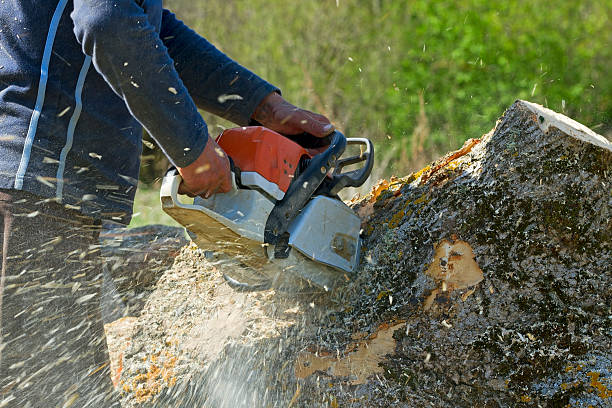Trusted Ocean Park, WA Tree Services Experts